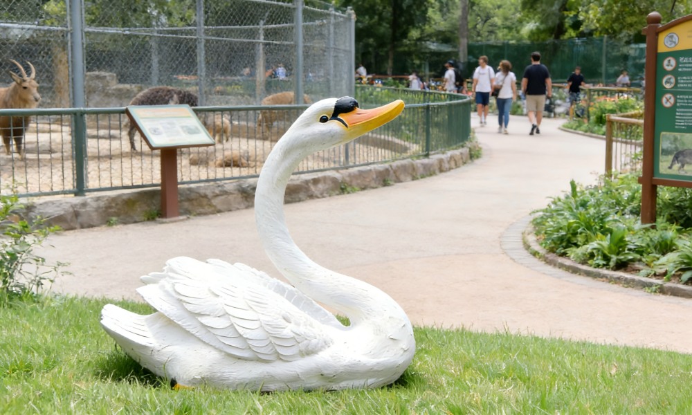 The swan animal fiberglass sculpture is displayed in the zoo.